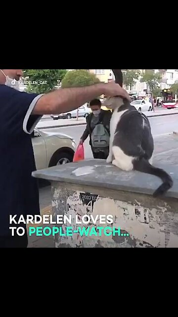 This cat might be cute but she has absolutely hates peoples