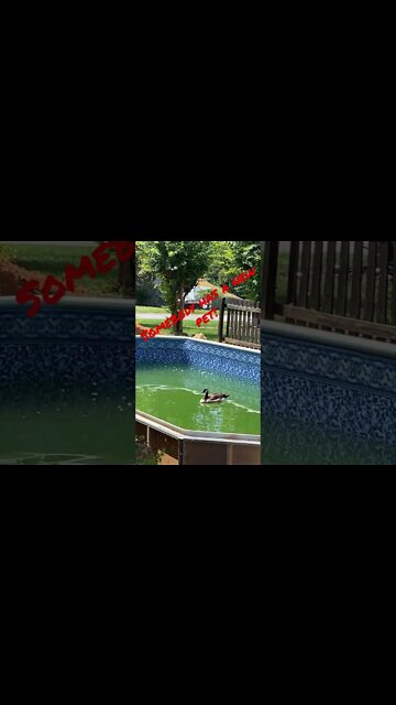 #Goose spotted in Swimming Pool Construction. #Shorts