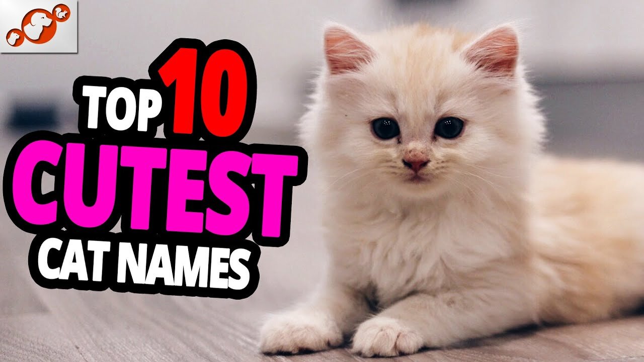 Do you know my name😽 ¦¦ TOP 10 Cutest Cat Names For Male & Female!💖💖💖