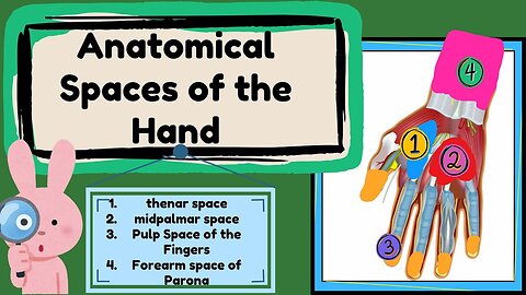 Spaces of Hand Anatomy Easy Explained | Upper limb anatomy #mbbsfirstyear