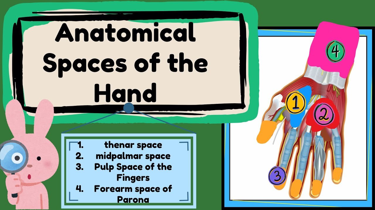 Spaces of Hand Anatomy Easy Explained | Upper limb anatomy #mbbsfirstyear