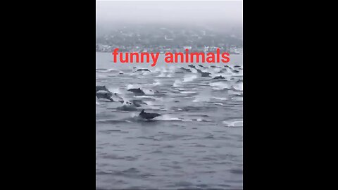 To much funny animals