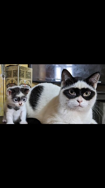 Bandit cat had a bandit baby
