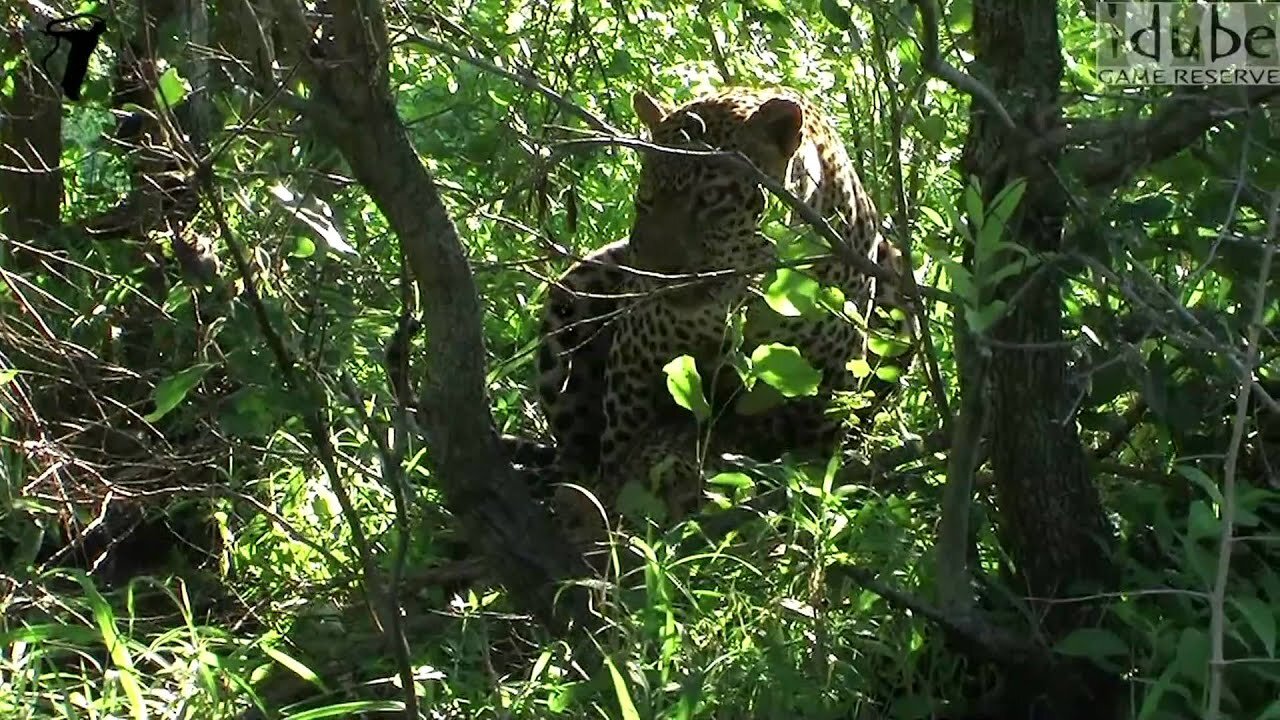 WILDlife: Leopards Pairing in the Jungle