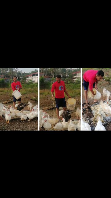 Very hungry ducks| Animals |funny animals | Birds |ducks |Susan Bro |#ducks |#Shorts