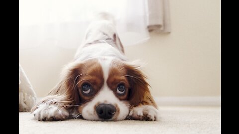 Dog Moment: Singing Dog