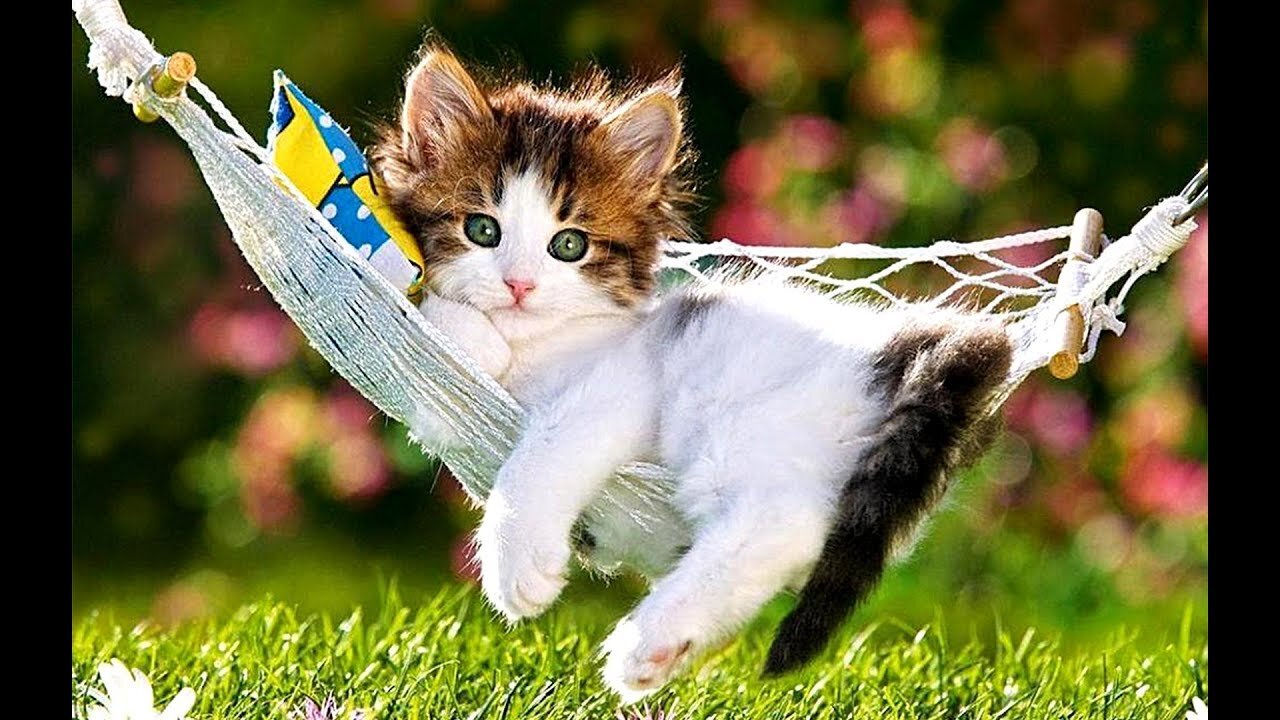 Cute Cats Doing Funny Things 😍 Cutest Cats In The World Funyy