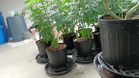 Grow Room Update 2