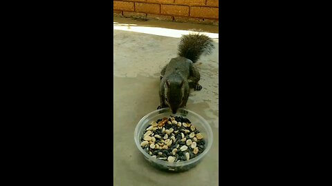 Squirrel 🐿️Eating.