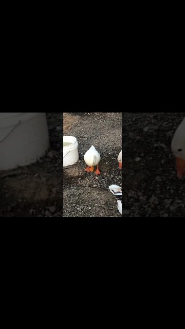 Cute little duck 💕