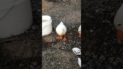 Cute little duck 💕