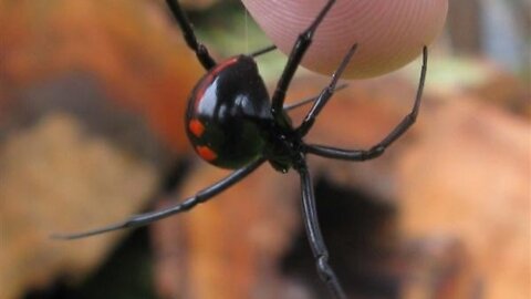 What will make a black widow attack/bite you?