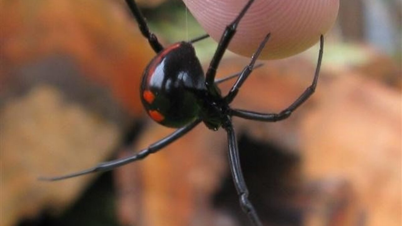 What will make a black widow attack/bite you?