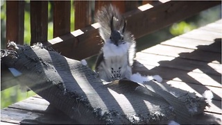 Squirrel pulls off classic Santa Claus impression