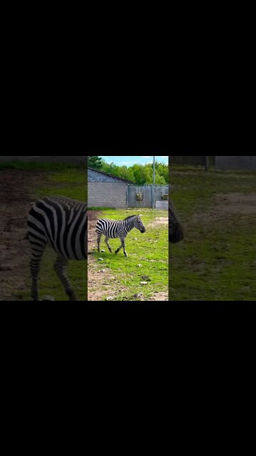 I want a Zebra they are cool