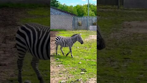 I want a Zebra they are cool