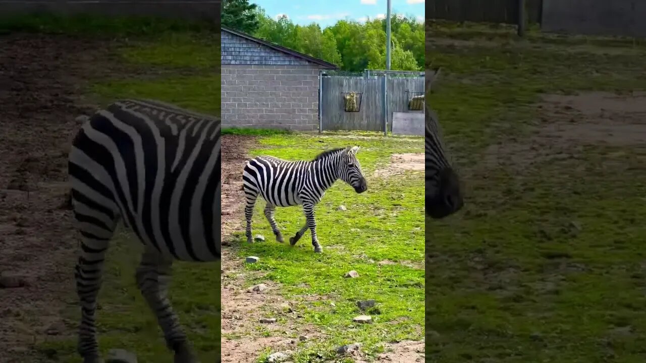 I want a Zebra they are cool