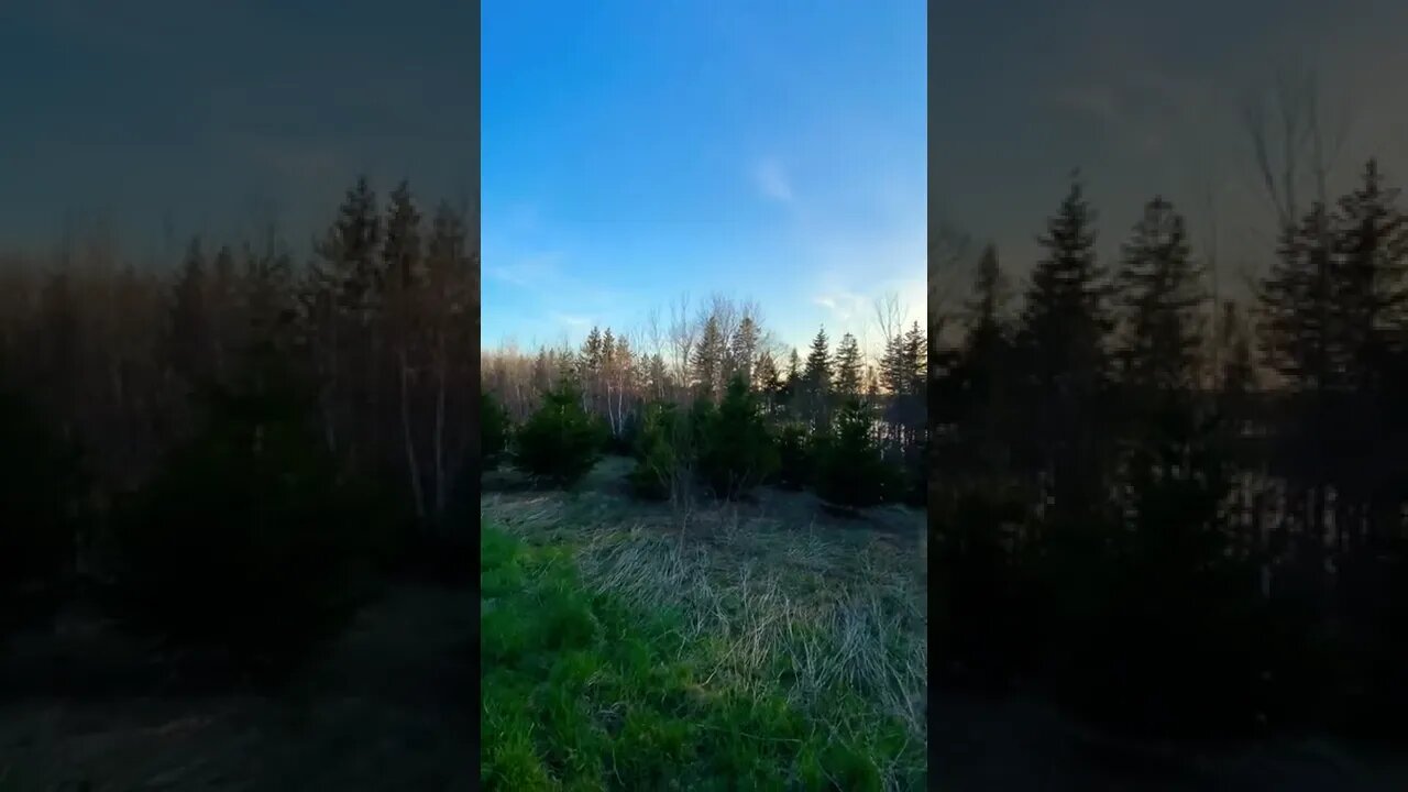 Nature has the most beautiful sounds