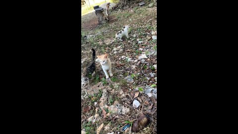 Wild cats 🐈 in Jamaica