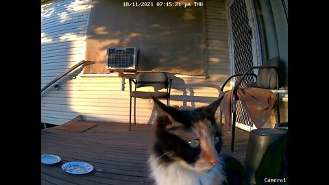 Lippy front close up