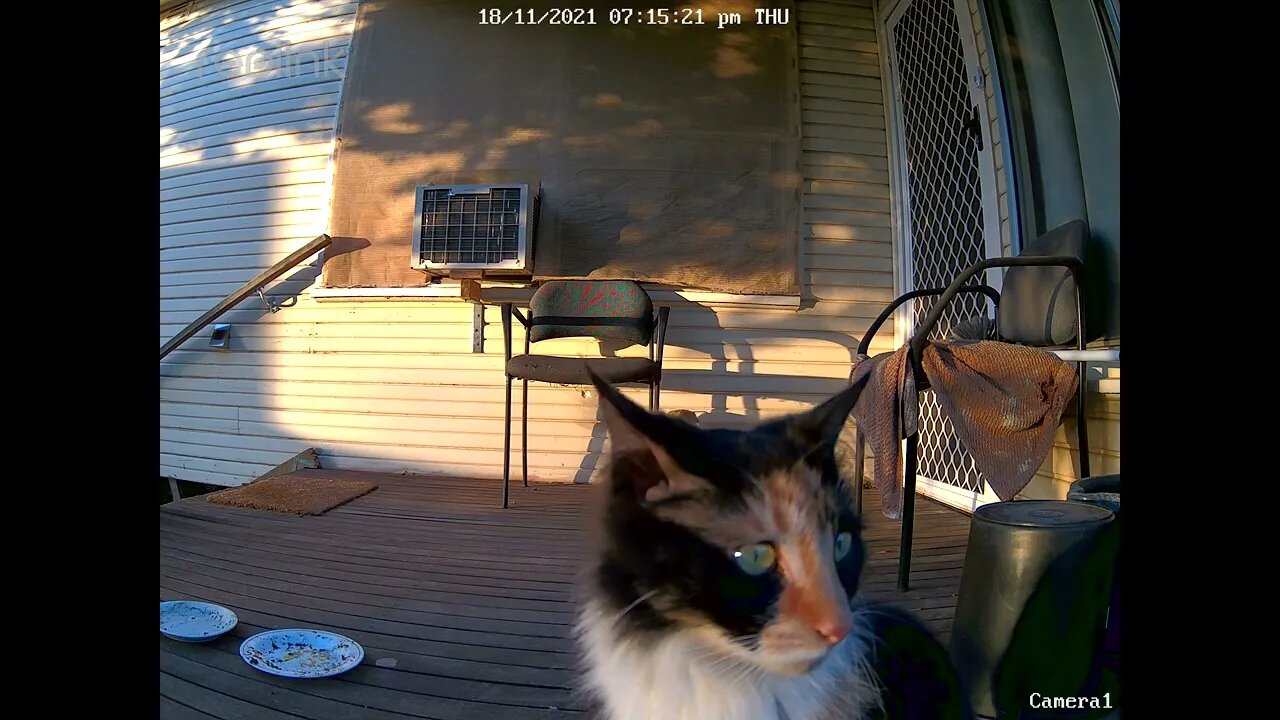 Lippy front close up