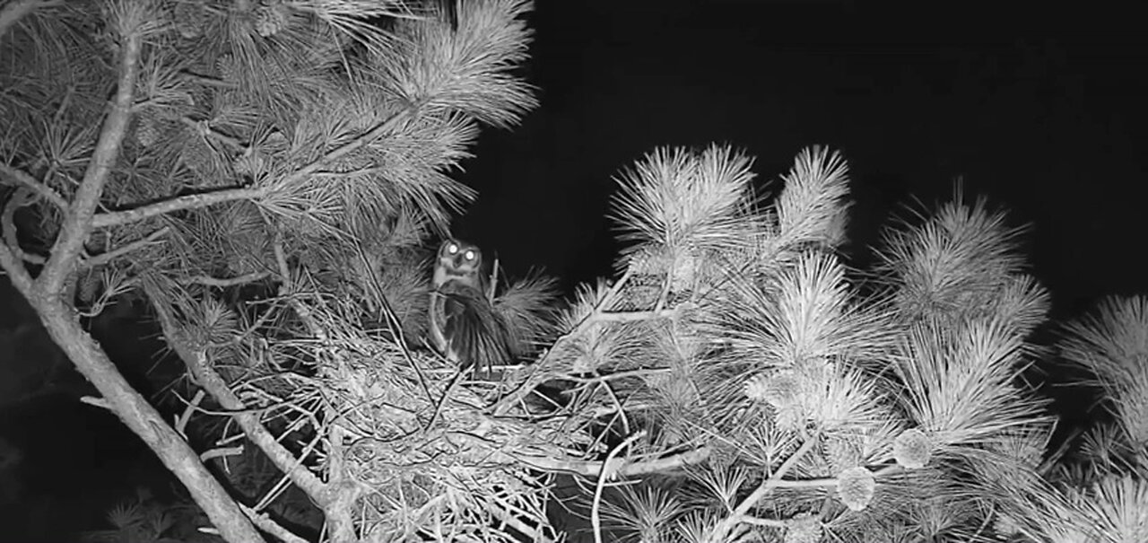 Owl Massacres an entire brood of Chicks 😨🦉