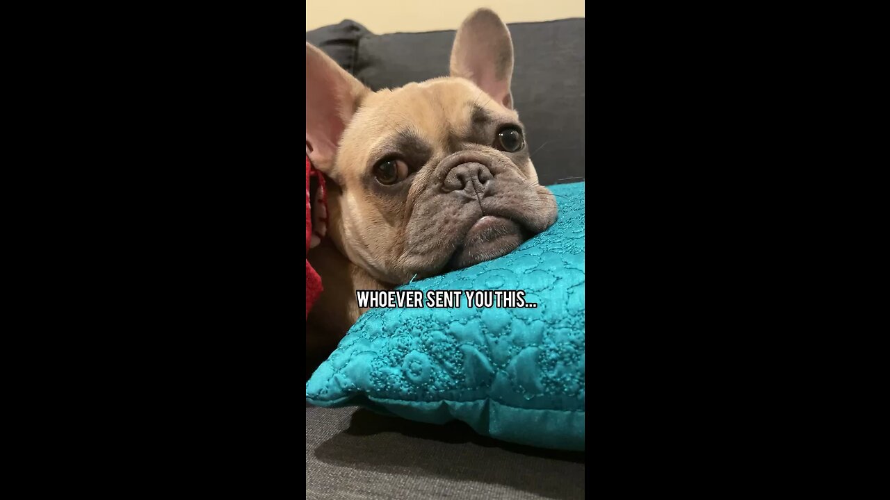 We Miss You | Mochi The French Bulldog