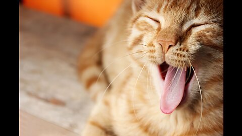 The everyday sound of a cat / A cat that name out electric powered sound
