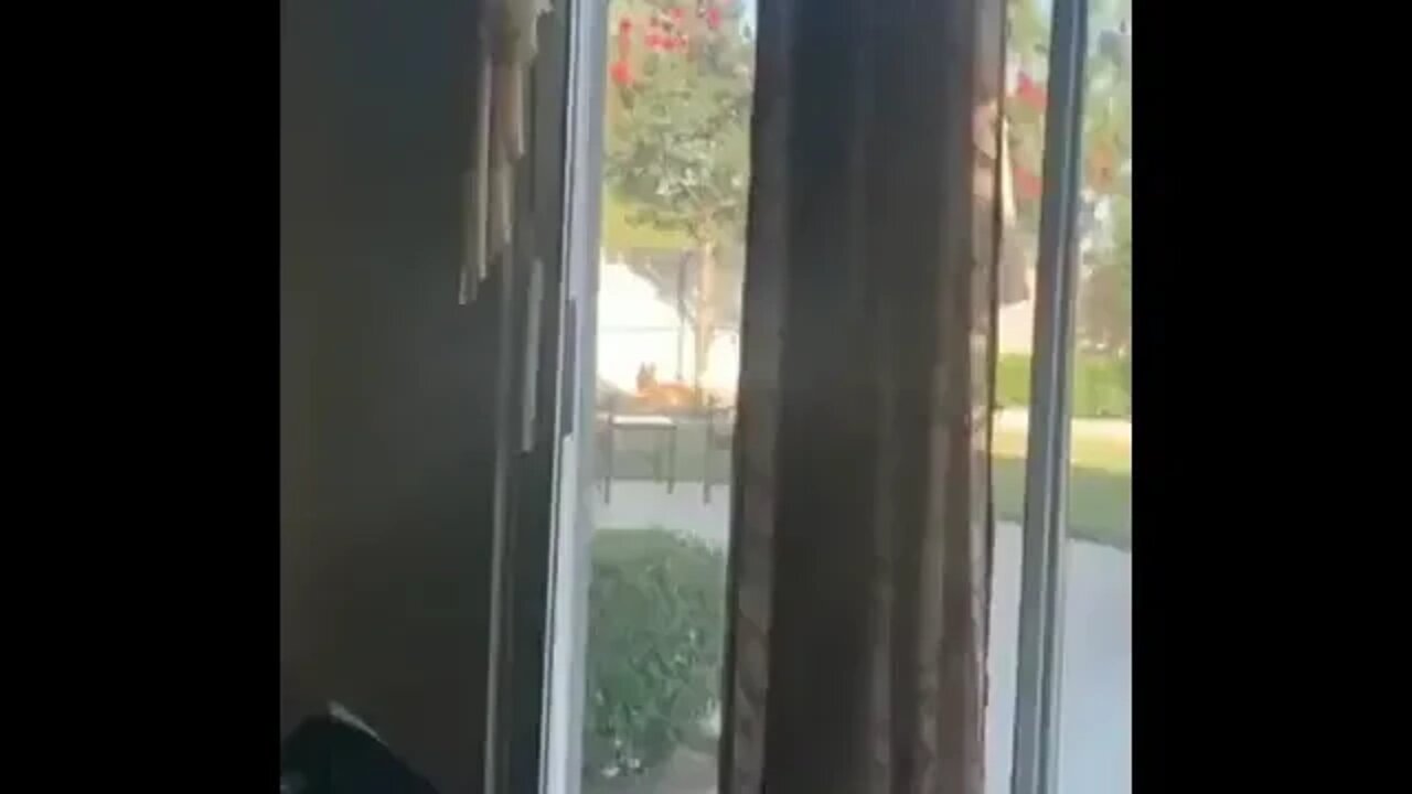 When your dog is cheating with your neighbour