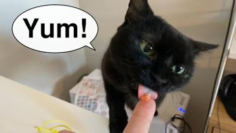 Vilma cat wants human food