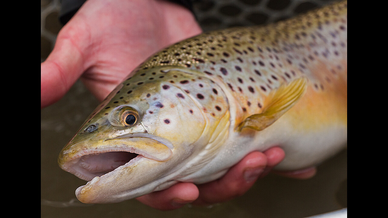 Fly Fishing the Delaware River Summer Sulphurs