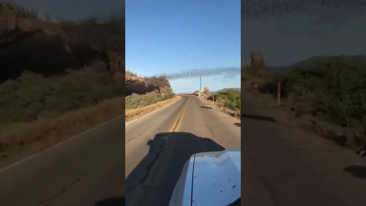 ocean of bats