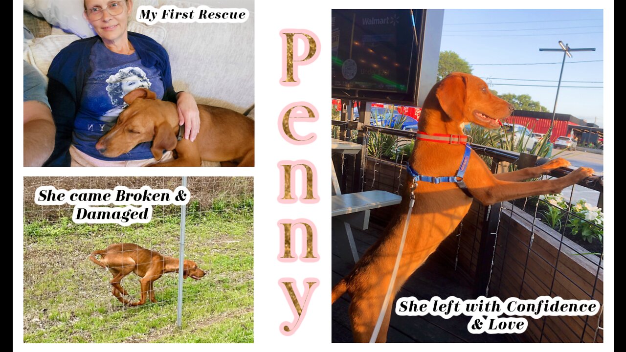 MY PENNY, MY FIRST RESCUE ON HER JOURNEY TO HEALTH + HAPPINESS + HER FOEVER HOME