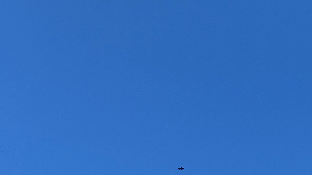 Birds 105