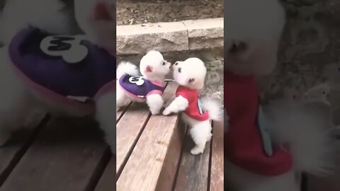 Cute Baby puppies Love Video, 😁😁😁 puppies funny Video #r150shorts #youtubeshorts #ytshorts #animals