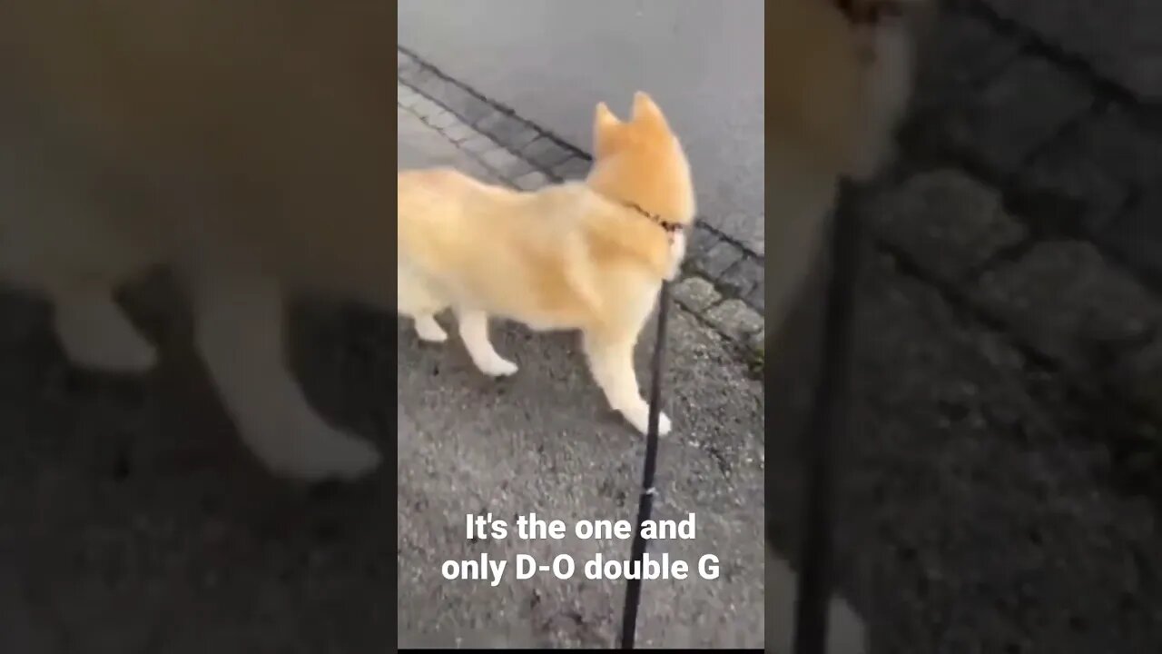 MEME is the one and only D-O double G #shorts