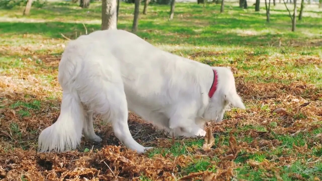 Cute retriever labrador digging and playing in park