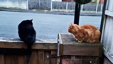 Black and ginger kittens