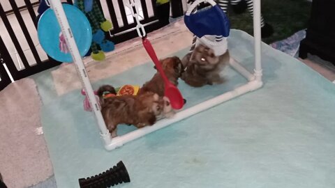 J Litter-The Toy Gym Is Up(2)