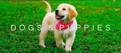 DOGS & PUPPIES in 4K | 2 Hours | Relaxing Ambient Music Strings Cute Pets