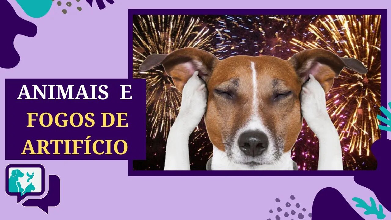 Animais de Estimação e Fogos de Artifício, UM GRANDE PROBLEMA!