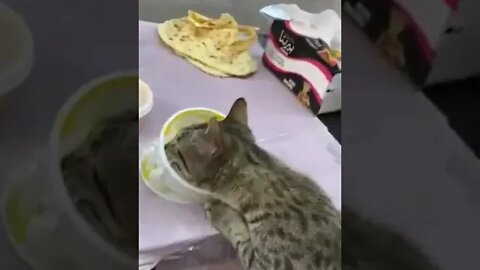 cute cat videos 😹 funny videos 😂 1098 😻 #shorts