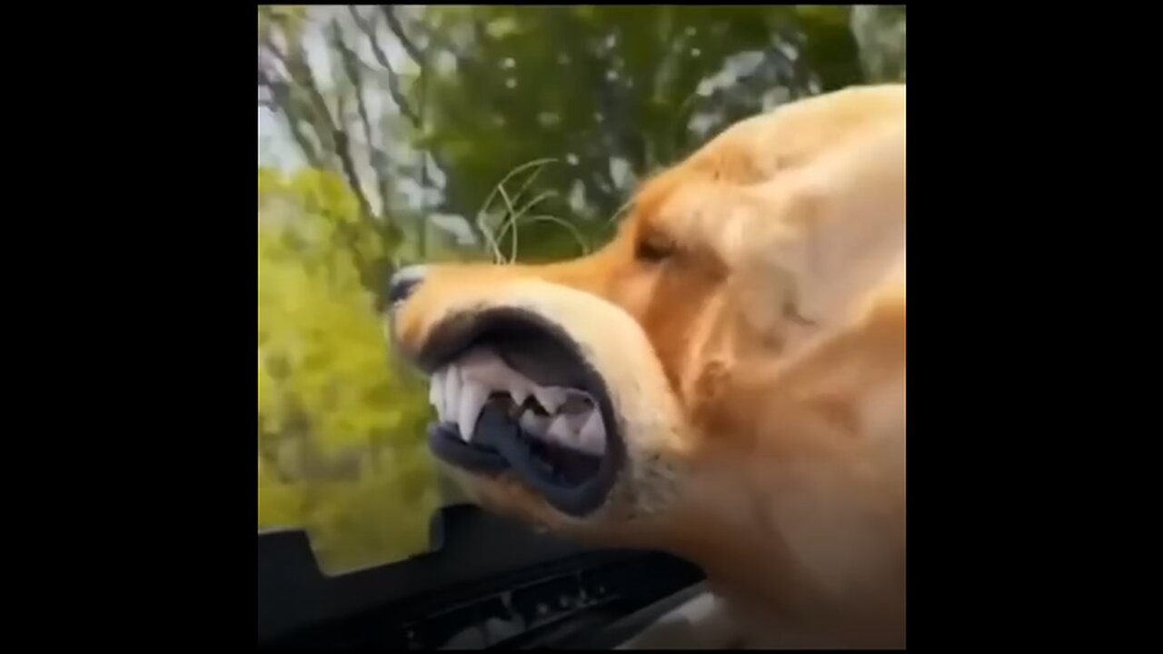 Funny animals