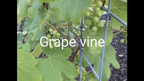 Grape vine