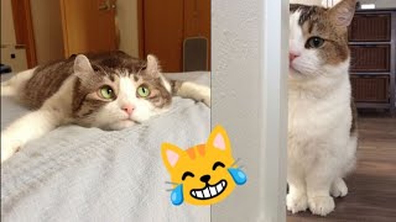 Cute & Funny Cat Videos Compilation