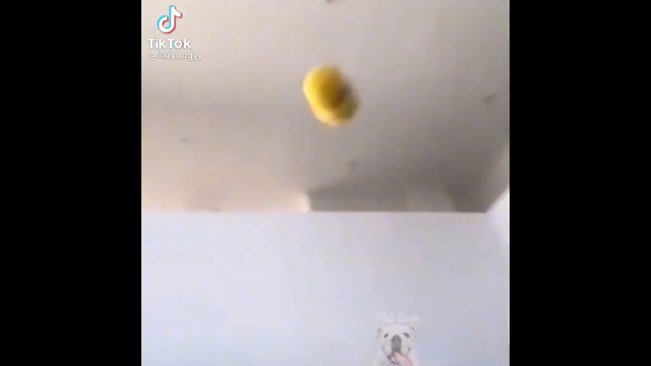 Play fetch with your dog