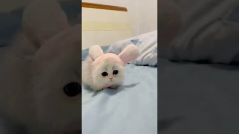 FUNNY CUTE KITTEN - Tiktok Compiled #Shorts