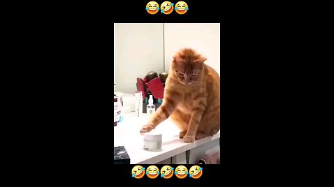 soo_funny_intelligent_cat_🤣🤣🤣