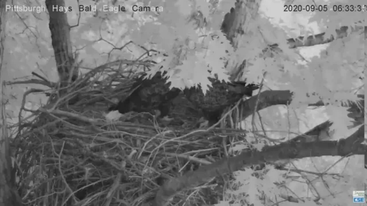 Hays Eagles Dad slept on woods limb, Mom joins Dad in the nest 2020 09 05 630AM