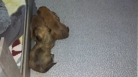 J Litter-Little Ruffians(1)